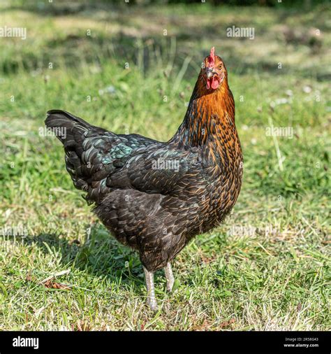 Copper black Maran hen Stock Photo - Alamy