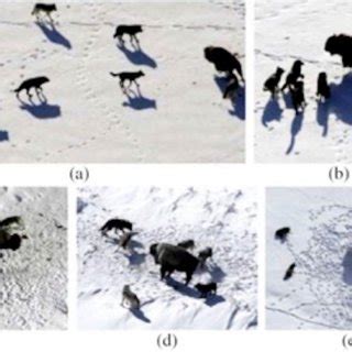 Image result for Wolves Chasing Things