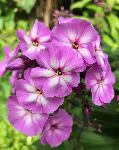 Tall Perennial Phlox 'Mauve'