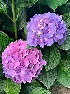 Very Beautiful Hydrangea Flower Plant (Purple) Hortensia Flower ...