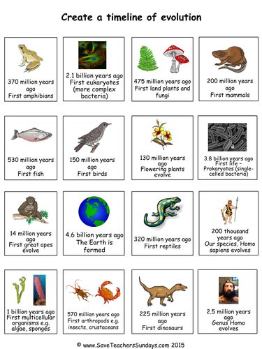 Animal Evolution Timeline