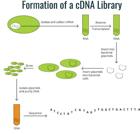 cDNA Library Definition 的图像结果