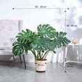 Buy Large Monstera Deliciosa Plant | Lush & Exotic – Ugaoo