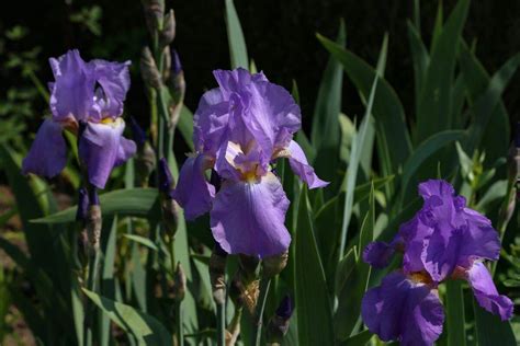 Cottage Garden Perennials 的图像结果