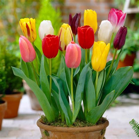 Tulip Potted Plant