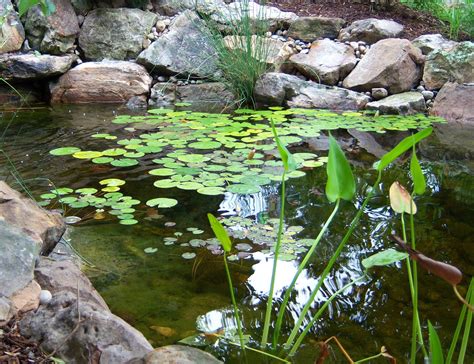 Pond Lily Pads - Explore the Beauty of Water Lilies