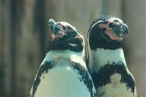 Image result for Decatur IL Attractions