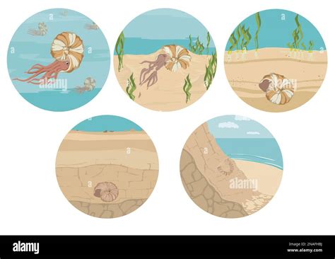 Image result for Fossil Formation Process