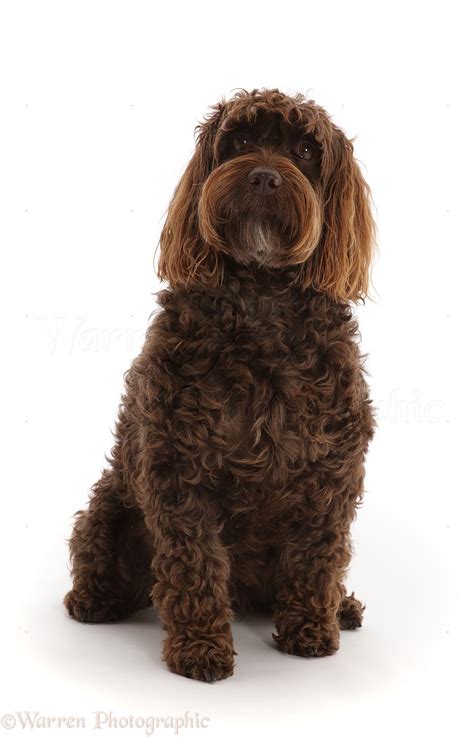 Image result for Chocolate Cockapoo