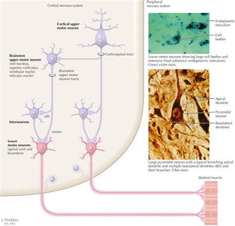 Image result for Peripheral Nervous System