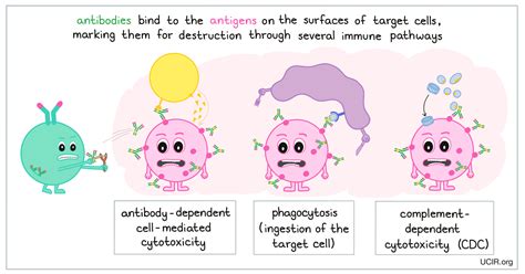 Cell Mediated Response Cartoon