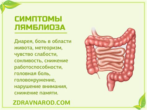 Как выглядит лямблия у человека фото признаки