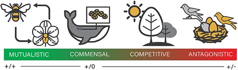 Image result for Coveolution Example