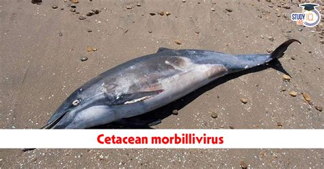 Cetacean Morbillivirus: Meaning, Features, Spread, Impact, and ...