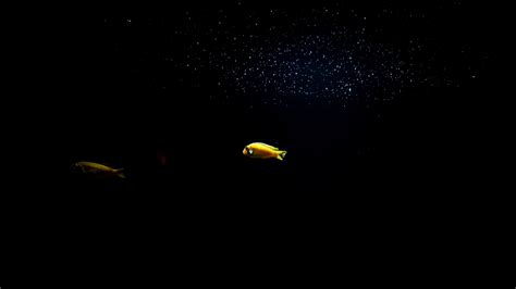 Download wallpaper 3840x2160 fish, underwater world, stones 4k uhd 16:9 ...