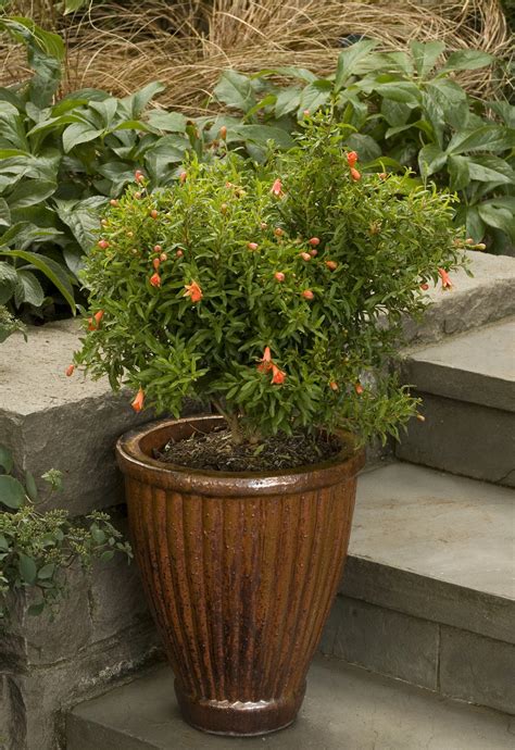 Dwarf Pomegranate, Punica granatum 'Nana', Monrovia Plant