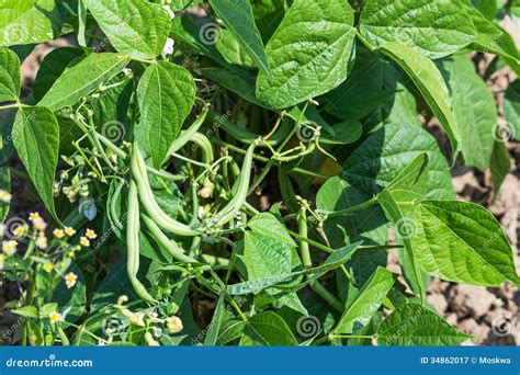 Growing young green beans stock image. Image of nature - 34862017