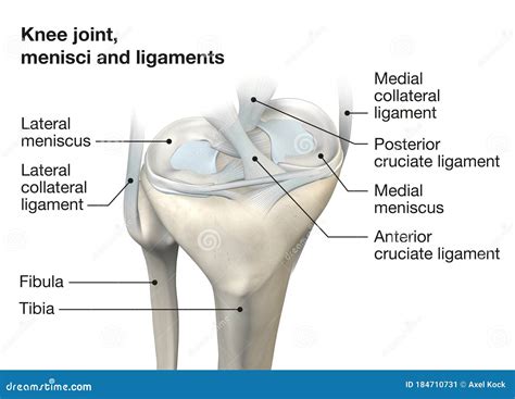 Ligament Anatomy Of The Knee