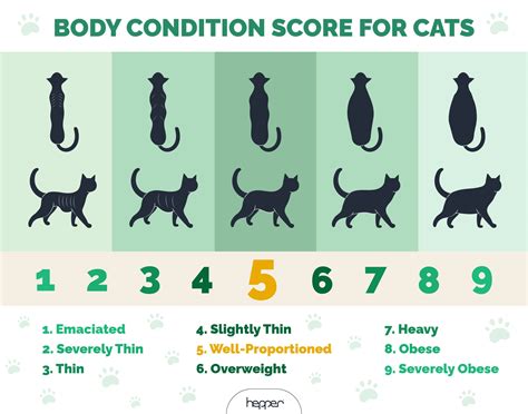How To Help Cats Gain Weight: Effective Tips For Healthy Growth