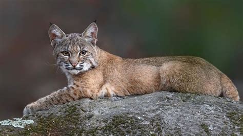 Are Cats the Most Invasive Animals? Plus 11 Species Following Their Path