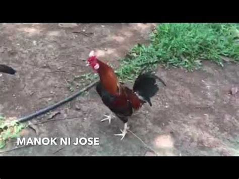 Pitmaster Sabong Tips 的图像结果