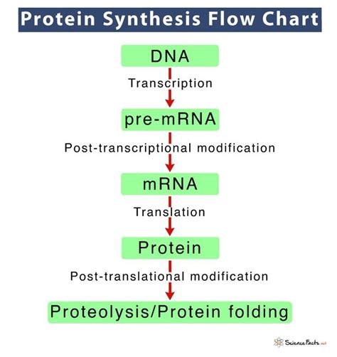 Image result for Protein Synthesis Process Steps