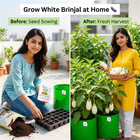 Brinjal F1 White (Oblong Type) Seeds Online - Organicbazar