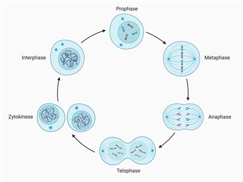 4 Phasen Der Mitose | Prophase Metaphase Telophase Interphase – XJGO