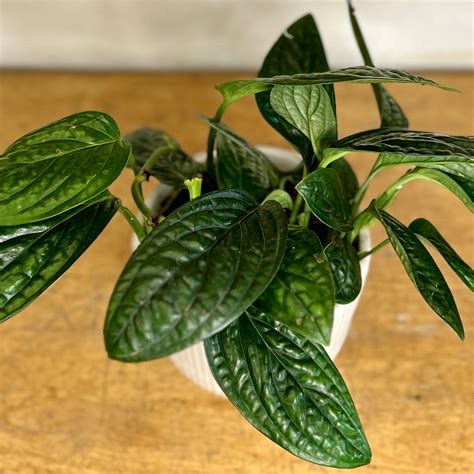 Monstera Peru, also known as Monstera karstenianum, belongs to the ...