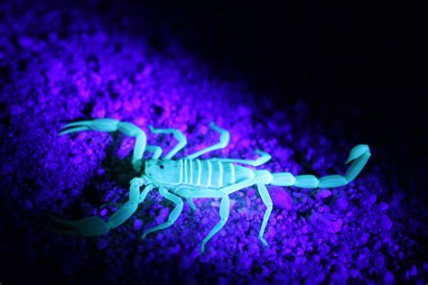 Scorpions Under Uv Light at Krystal Rumley blog