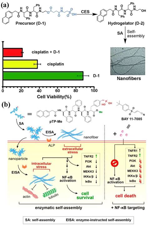 Intracellular Enzyme-Instructed Self-Assembly of Peptides (IEISAP) for ...