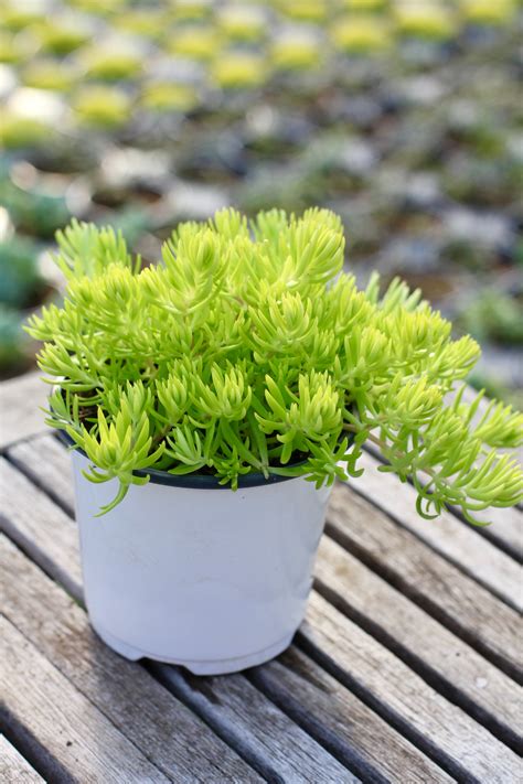 Sedum 'Lemon Ball'