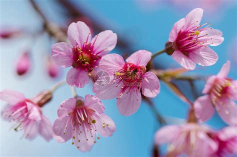 樱花朵是美丽的粉红花在一月至二开花的朵这些通常在泰国山丘上发现景观李属高清图片下载-正版图片308037033-摄图网