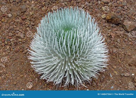 Haleakala Silver Sword