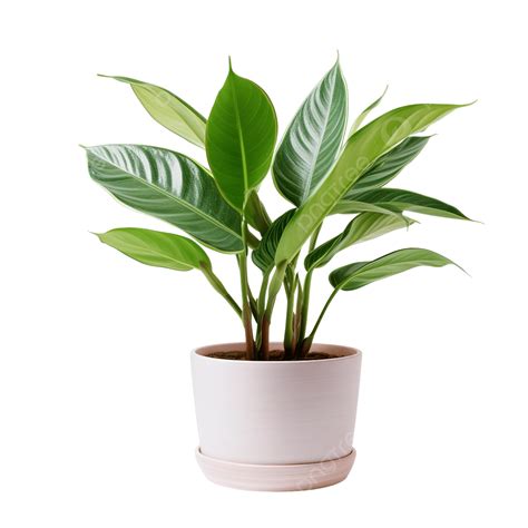 Potted House Plant, Plant, Pot, House PNG Transparent Image and Clipart ...