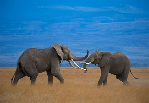 Bulls at Play | GDT Prints