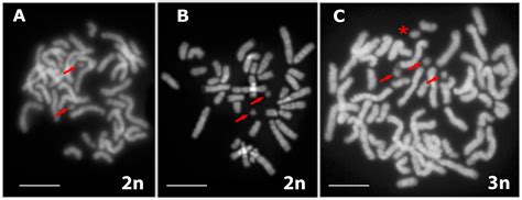 Reticulate Evolution of the Rock Lizards: Meiotic Chromosome Dynamics ...