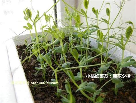 豌豆苗种植技术，豌豆苗采收工作 - 农敢网