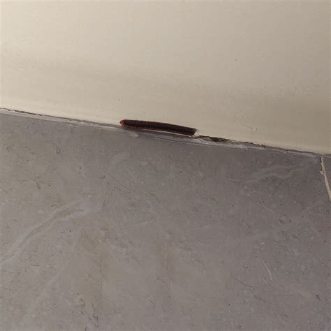 THE ASHOK BEACH RESORT (Union Territory of Pondicherry) - Hotel Reviews ...