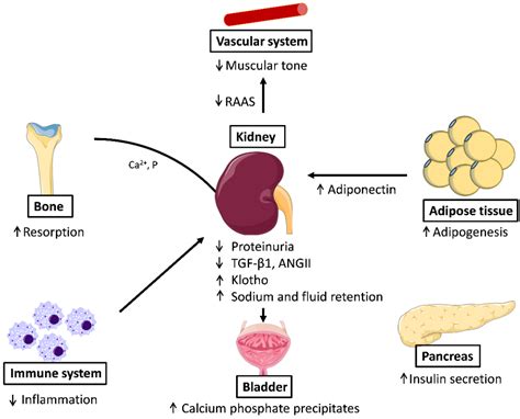 Maintenance of Kidney Metabolic Homeostasis by PPAR Gamma