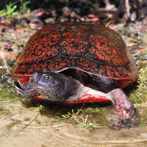 Gorgeous Red Belly Turtle Shows Off - Turtle Conservancy Zoo Guide