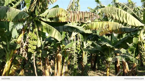 Banana Plantation in Egypt