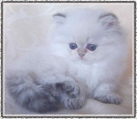 Perserkatzen in Erftstadt | Tiere | Kleinanzeigen