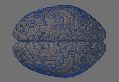 3d human brain model