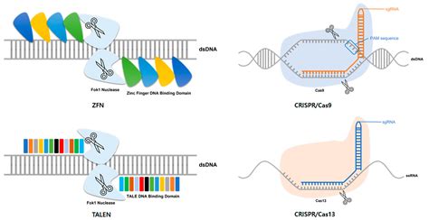 Therapeutic Application of Genome Editing Technologies in Viral Diseases