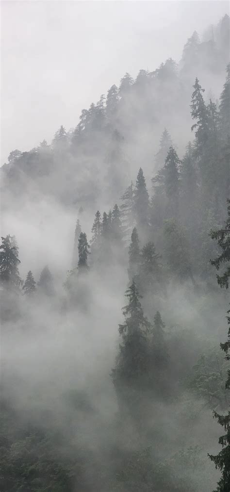 Forest Bathing - Things to Do in Jibhi Valley