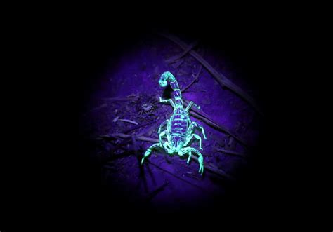 Deathstalker Scorpion L Dangerous Our Breathing Planet