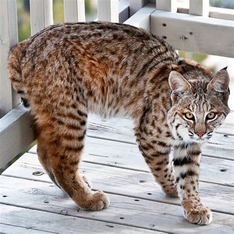 Bobcat Mixed With Domestic Cat Kitten