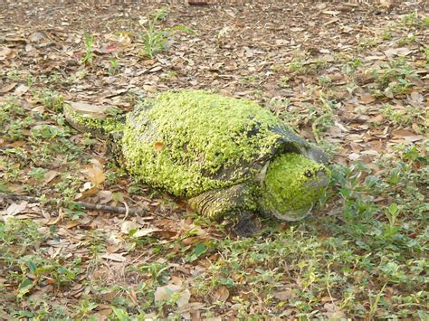 Common Snapping Turtle 的图像结果
