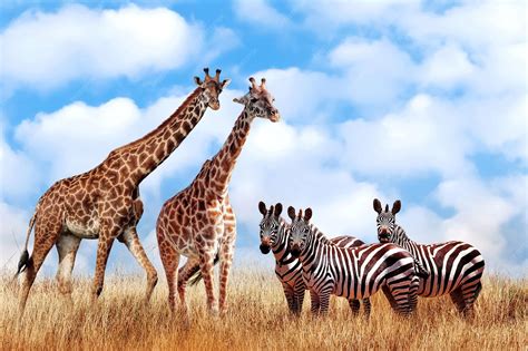 Zebras And Giraffes
